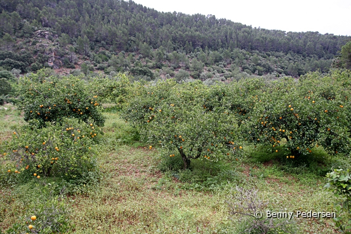 Appelsiner.jpg - Appelsiner