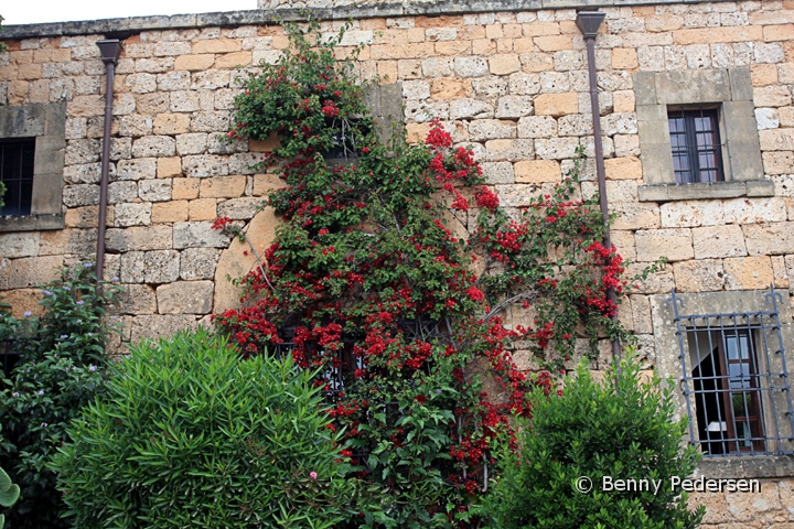 Bougainvillea.jpg - Bouganvillea