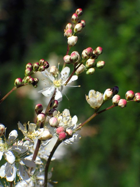 Blomsterknopper 159_5945.jpg - Blomsterknopper