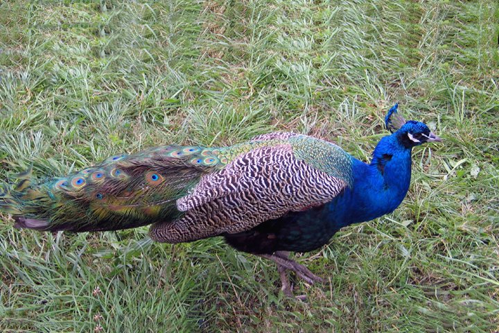 Paafugl 2.jpg - Påfugl (Pavo cristatus)