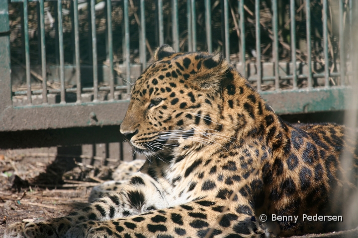 Amurleopard.jpg - Amurleorpard  (Panthera pardus orientalis)