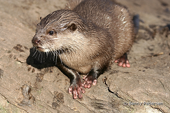 Dvargodder.jpg - Dværgodder (Aonyx cinerea)