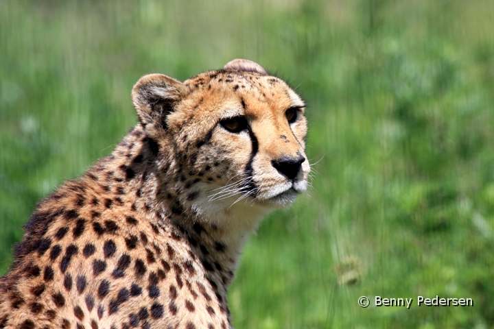 Gepard.jpg - Gepard (Acinonyx jubatus)