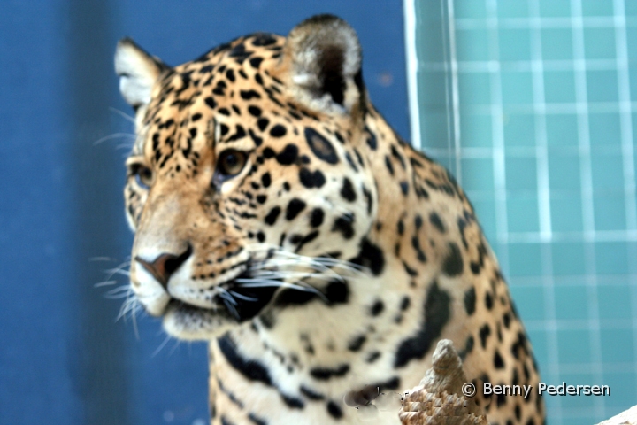 Jaguar.jpg - Jaguar (Panthera onca)