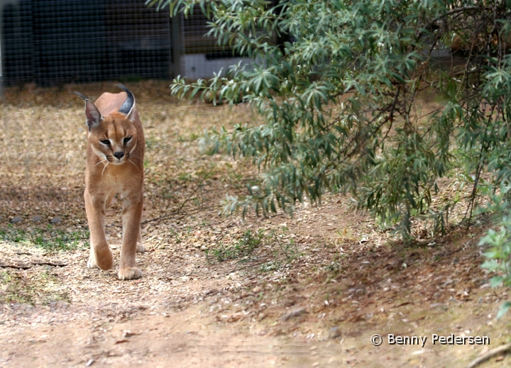 Karakal.jpg - Karakal (Caracal caracal)