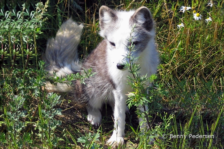 Polarrav.jpg - Polarræv (vulpes lagopus)