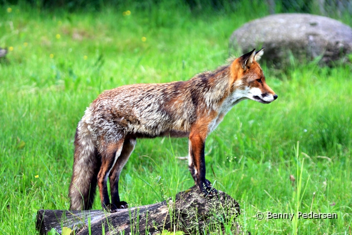 Rodrav.jpg - Rødræv  (Vulpes vulpes)