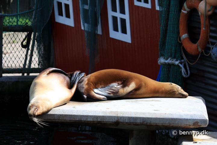 Solove1.jpg - Søløver (Zalophus californianus)