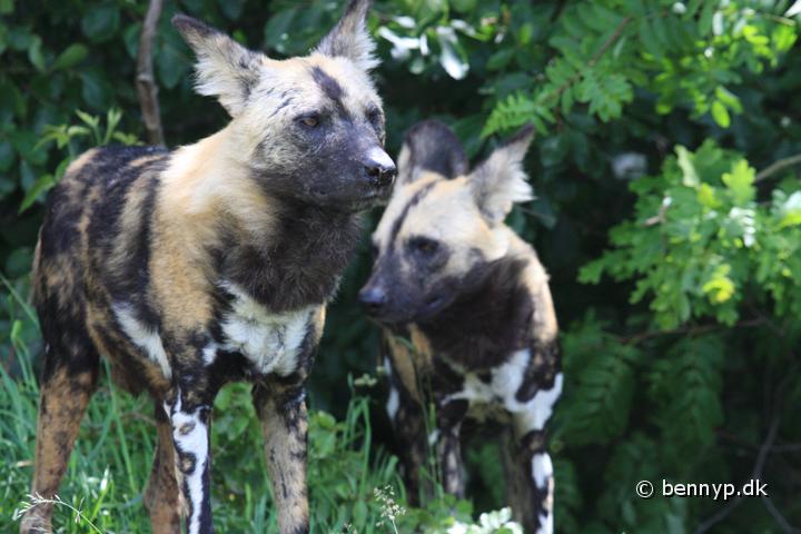 Vildhund1.jpg - Vildhunde (Lycaon pictus)