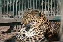 Amurleopard