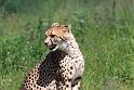 Gepard1