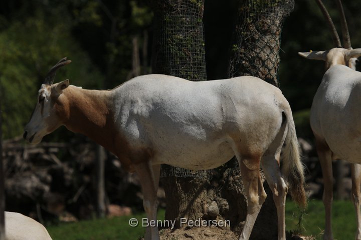 sabeloryx 250A4445.jpg - Sabeloryx  (Oryx dammah)