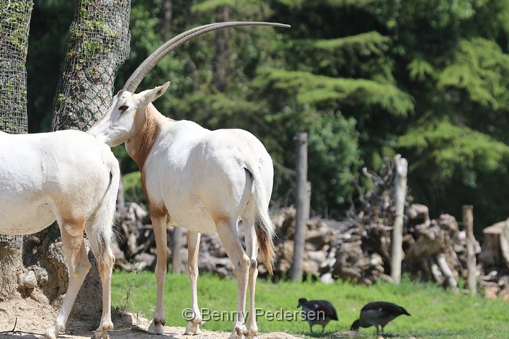 sabeloryx 250A4446.jpg - Sabeloryx  (Oryx dammah)