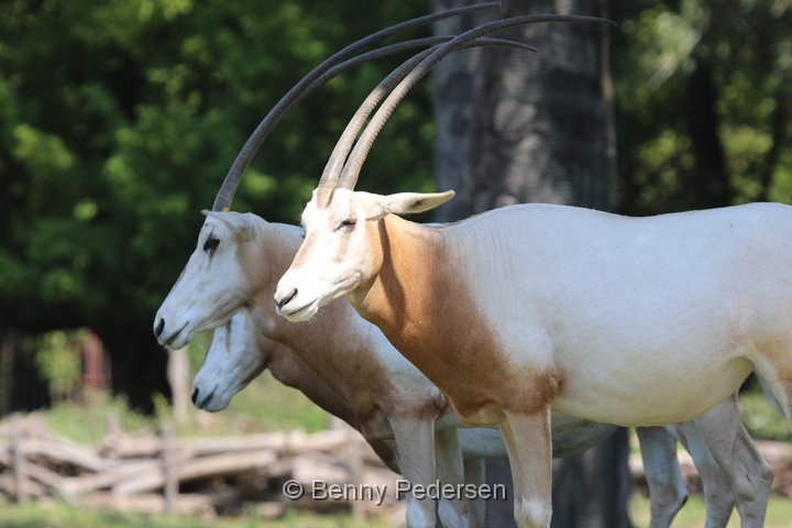 sabeloryx 250A4449.jpg - Sabeloryx  (Oryx dammah)