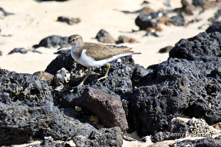 mudderklire.jpg - Mudderklire (Actitis hypoleucos)