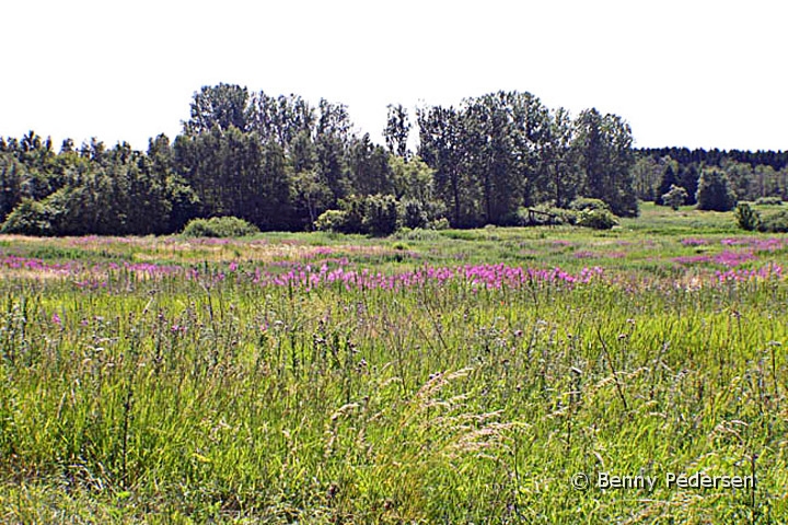 Blomstereng.jpg - Blomstereng