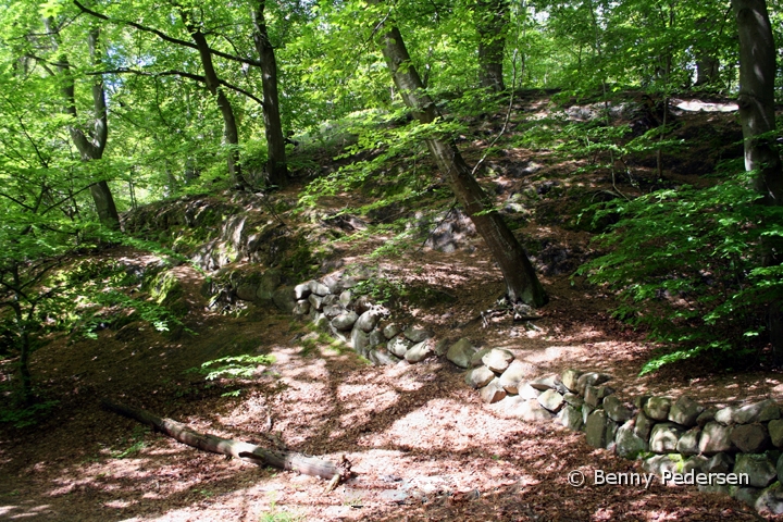 Skov.jpg - Skov
