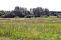 Blomstereng