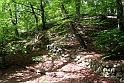 Skov