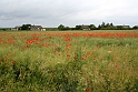 Valmuer