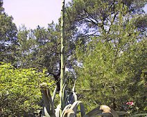 Agave 102_0206_IMG