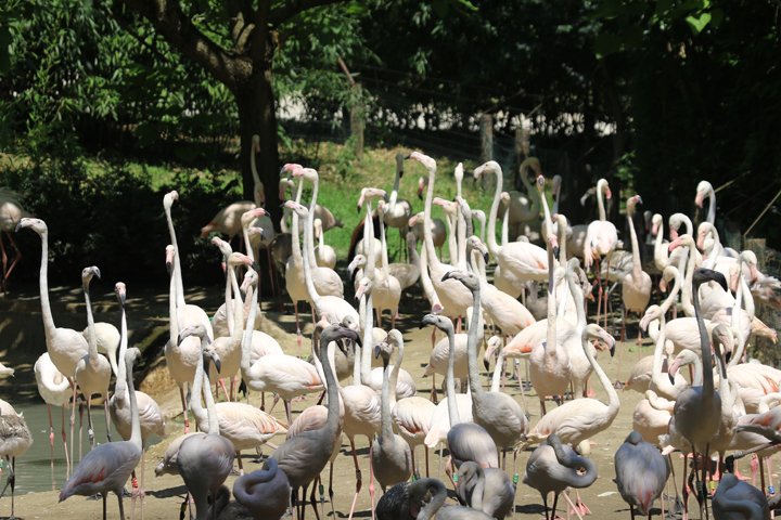 parco natura stor flamingo 250A4487.jpg - Parco Natura Stor Flamingo