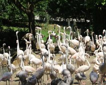 parco natura stor flamingo 250A4487