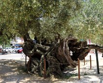 oliventræ i Exo Chora 250A9989