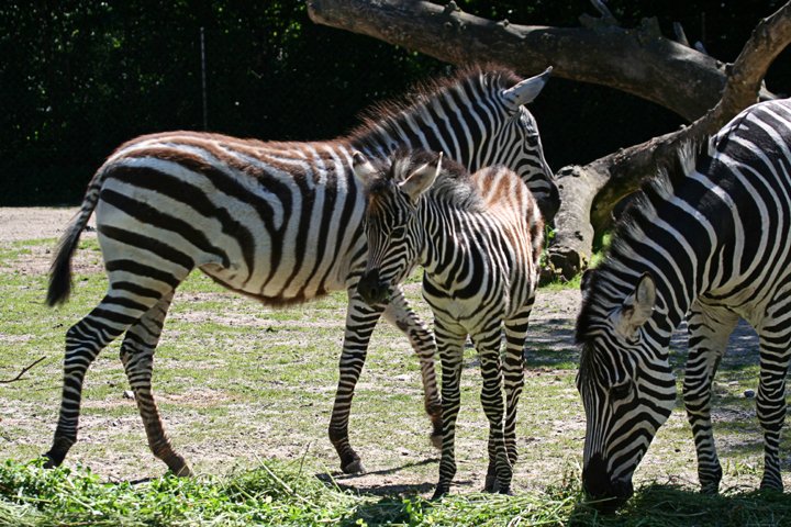 Zebra IMG_0151.jpg - Grant’s Zebra (Equus burchelli boehmi)