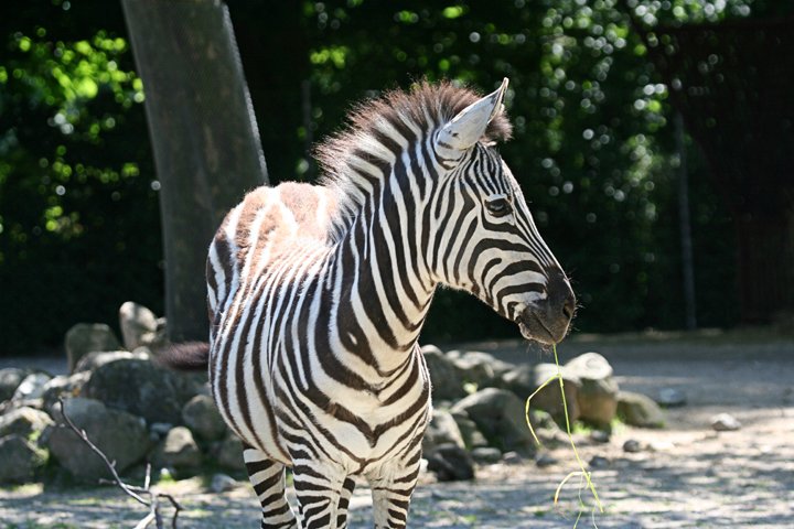 Zebra IMG_0156.jpg - Grant’s Zebra (Equus burchelli boehmi)