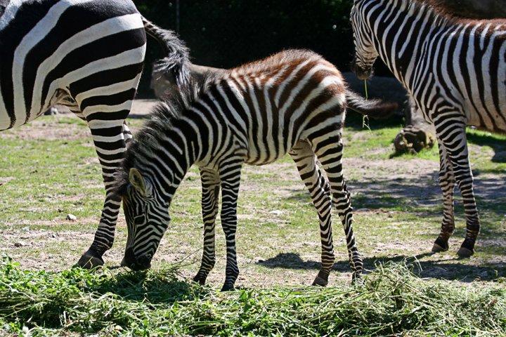 Zebra IMG_0157.jpg - Grant’s Zebra  (Equus burchelli boehmi)  Zebra med føl