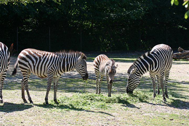Zebra IMG_0159.jpg - Grant’s Zebra (Equus burchelli boehmi)