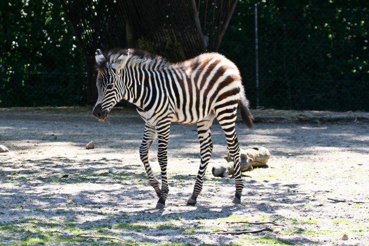 Zebra foel IMG_0148.jpg - Grant’s Zebral  (Equus burchelli boehmi) Zebra føl