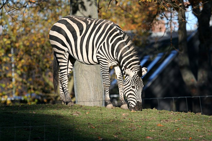 zebra IMG_5223.jpg -  Grant’s Zebra (Equus burchelli boehmi)