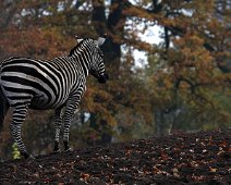 Zebra IMG_0569
