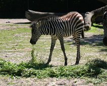 Zebra foel IMG_0150
