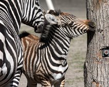 Zebra foel IMG_2157