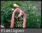 flamingoer
