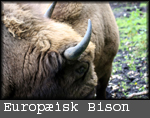 Bison bonasus