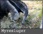 myresluger