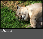 Puma concolor