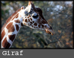 Giraffa camelopardalis reticulata