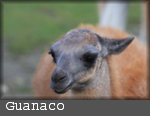 guanaco