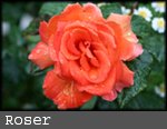 roser
