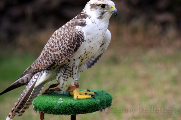 lidenskabelig Samarbejdsvillig brændt Jagtfalk (Falco rusticolus)/Jagtfalk