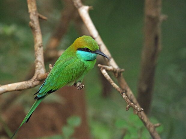 Lille grøn biæder (Merops orientalis orientalis) Asiatisk Green Bee-eater