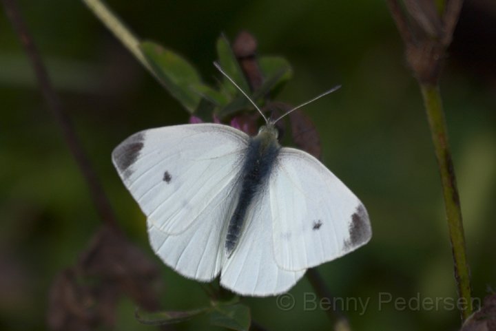 Lille kaalsommerfugl 3.jpg - Lille Kålsommerfugl (Pieris rapae)