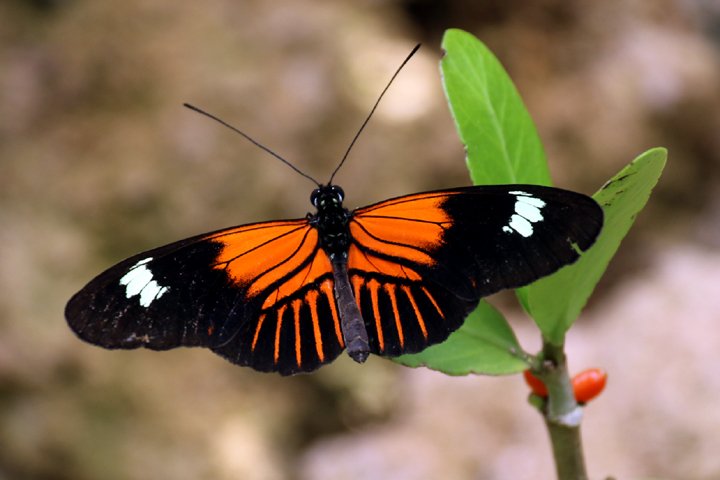 passionflower butterfly     250A9831.jpg - Passionflower Butterfly (Heliconius melpomene intergrades )