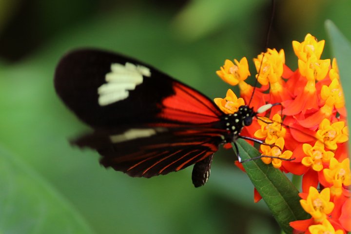 passionflower butterfly     250A9857.jpg - Passionflower Butterfly (Heliconius melpomene intergrades )
