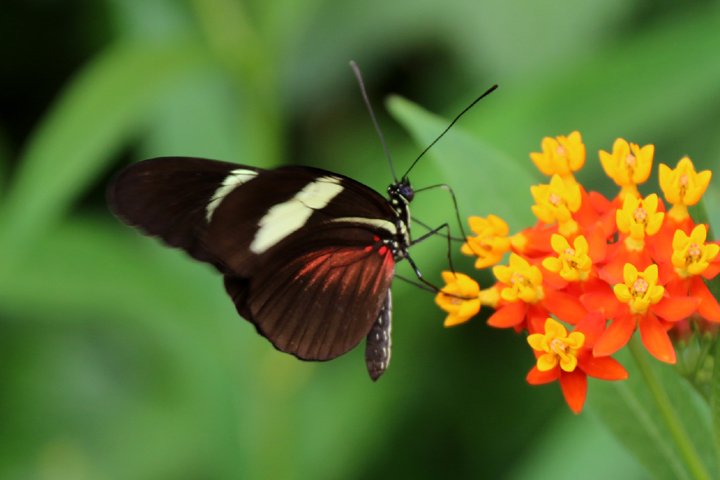 passionflower butterfly     250A9861.jpg - Passionflower Butterfly (Heliconius melpomene intergrades )